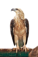 Brown snake eagle