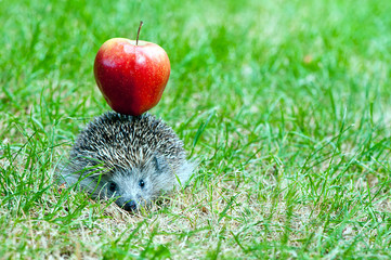 hedgehog and apple © borzywoj