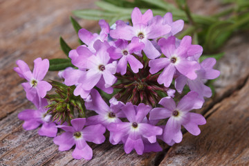 Verbena flowers on the table closeup