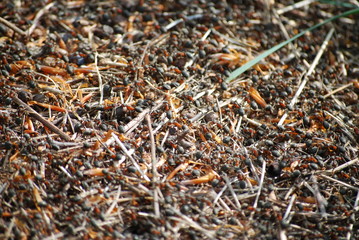 Fototapeta premium Ants