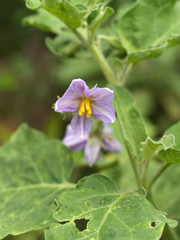 Eggplant  Flower