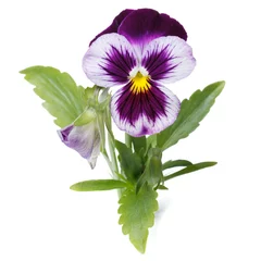 Foto op Plexiglas Viooltjes blauw viooltje met een geïsoleerde knop close-up