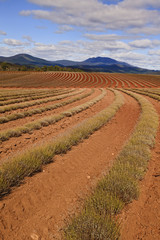 Lavender Field Vertical