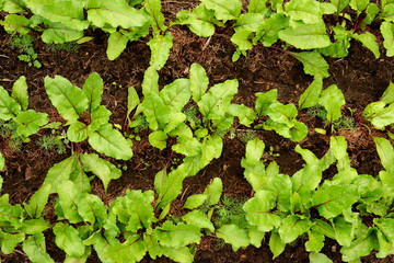 Spring green seedling on bed with soil