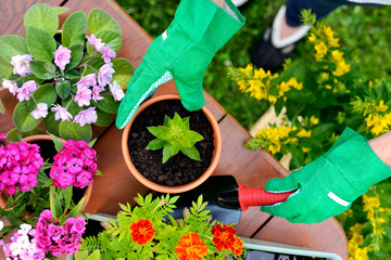 Hands in green gloves plant flowers in pot