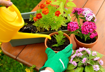 Hands in green gloves plant flowers in pot