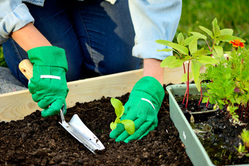 Close-up hands in gloves planting sprout