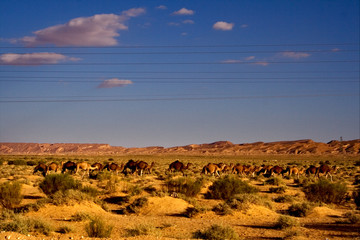 camels and line