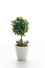 Pot plant