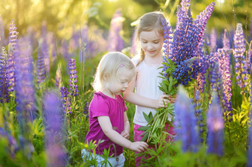 Two little sisters in blooming lupine field