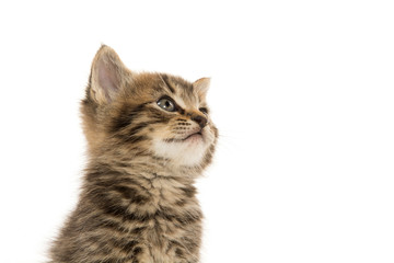Obraz premium Cute tabby kitten on white