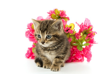 tabby kitten and flowers