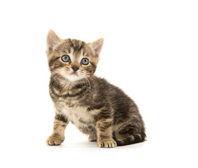 Obraz premium Ładny kotek Mora na białym tle