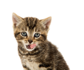 Cute tabby kitten on white