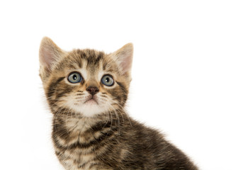 Obraz premium Ładny kotek Mora na białym tle