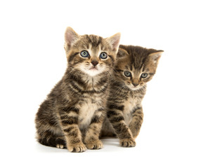 Two tabby kittens