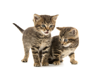 Obraz premium Two tabby kittens