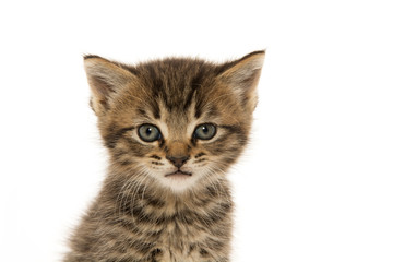 Naklejka premium Cute tabby kitten on white