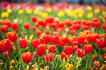 Red and Yellow Tulips