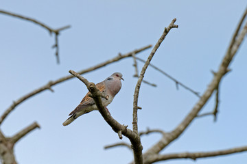 Streptopelia turtur - Tourterelle des bois - Turtle Dove