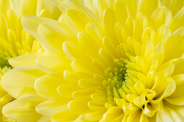Fototapeta premium Close up image of yellow chrysanthemum