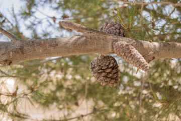 Шишки-малышки © mibobri