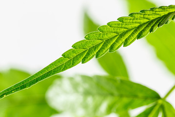 Close up marijuana leaf