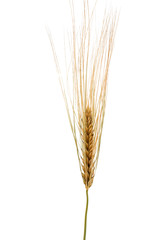 Fototapeta premium ears of wheat isolated