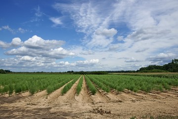 Plantation of asparagus