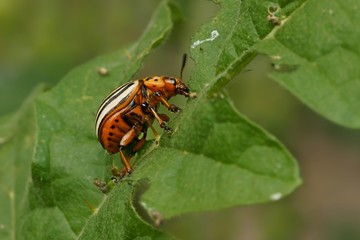 Colorado potato beetle (Leptinotarsa decemlineata)