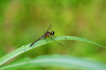 Sympetrum maculatum dragonfly in Japan 