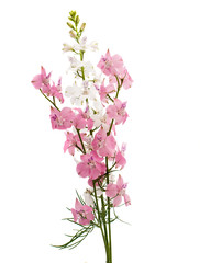 Fototapeta na wymiar Wild flowers isolated