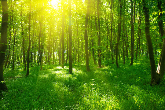 Fototapeta Światło słoneczne w zielonym lesie, wiosna