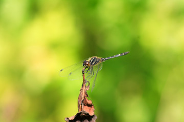 Sympetrum maculatum dragonfly in Japan 