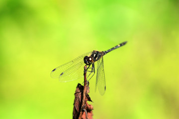 Sympetrum maculatum dragonfly in Japan 