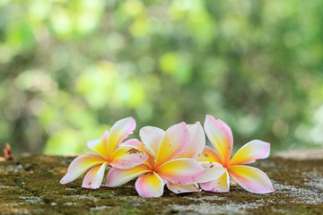 Plumeria flowers, Beautiful White