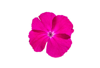 pink flower