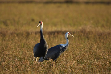 White-neped crane (Grus vipio) in Izumi,Japan