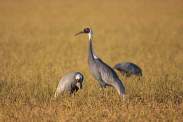 White-neped crane (Grus vipio) in Izumi,Japan