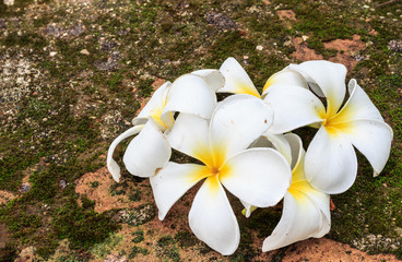 Plumeria flowers, Beautiful White