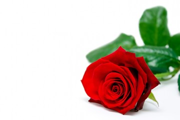 Naklejka premium rote Rose