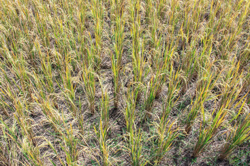 Rice crop dehydration drought
