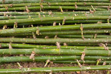 Pile of green bamboo