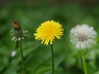 dandelion