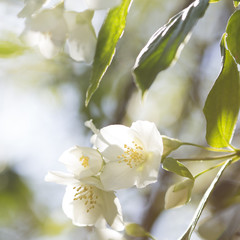 floral background blooming jasmine