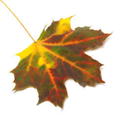 Multicolor autumn maple leaf