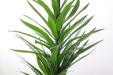 Green plant. the stalk of a lily. long sharp leaves