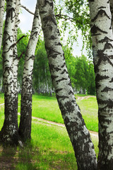 forest birch