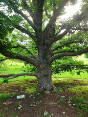 Big oak tree