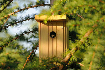 Nest box on larch tree